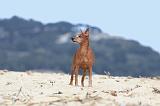 PINSCHER NAIN 020